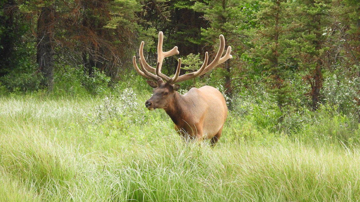 American Elk - ML644562614