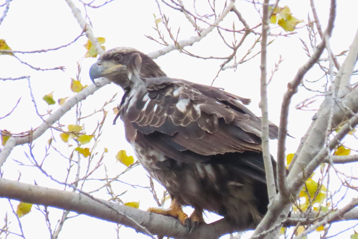 Bald Eagle - ML644562623