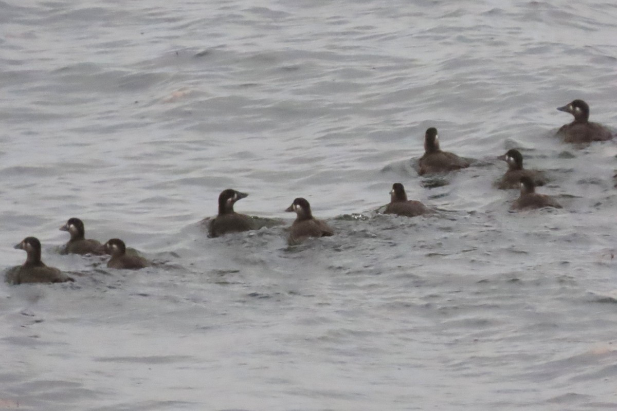 Surf Scoter - ML644562631