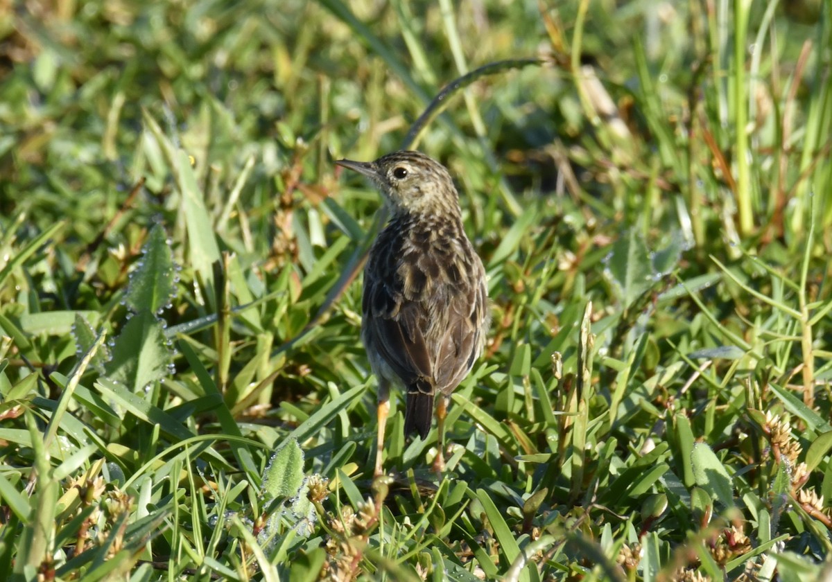 Yellowish Pipit - ML644562633