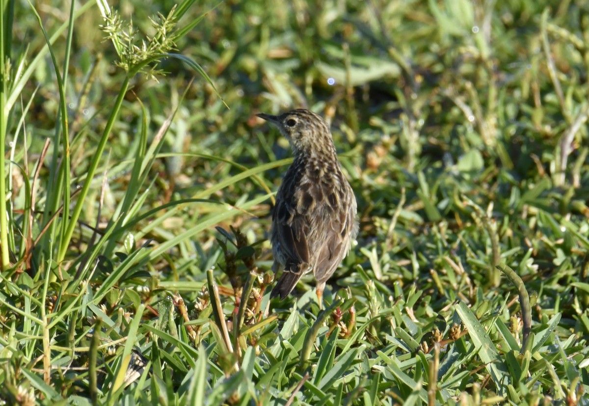 Yellowish Pipit - ML644562634