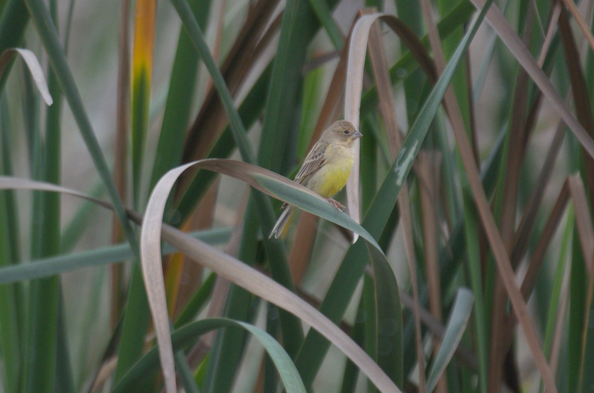 Короткоклювый зерноед - ML644562646