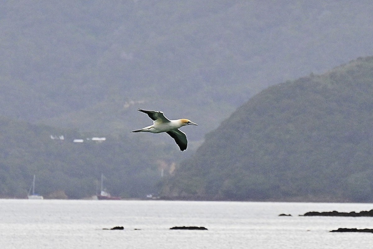 terej australský - ML644562648