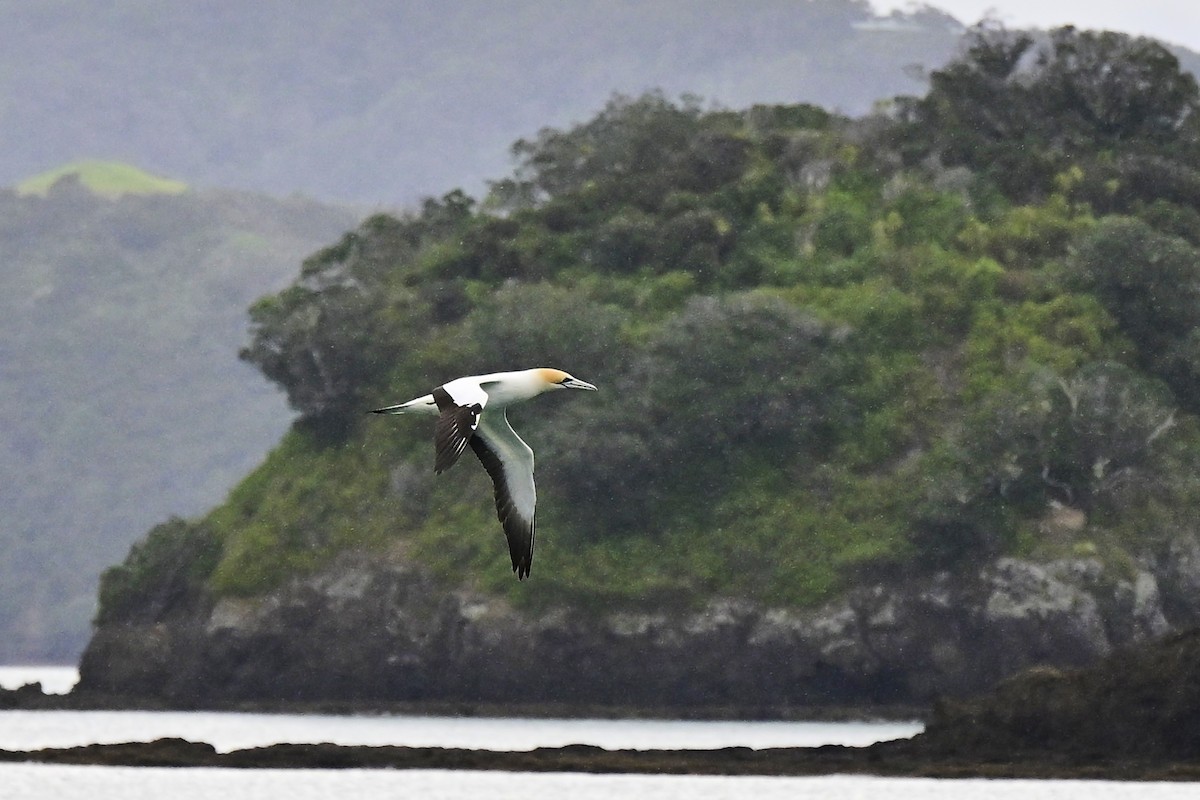 terej australský - ML644562649