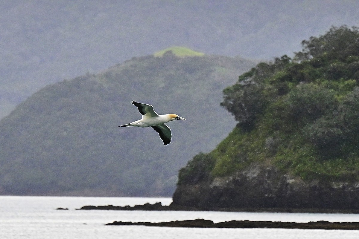 terej australský - ML644562650