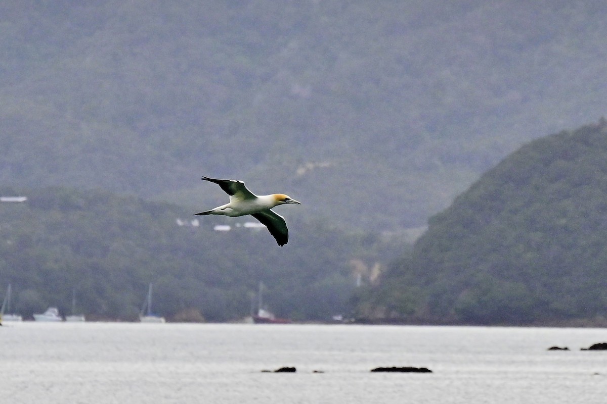 terej australský - ML644562651