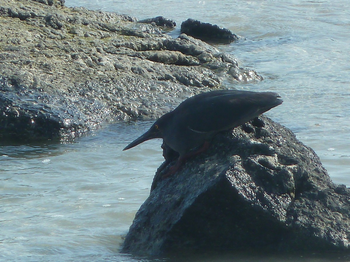 Lava Heron - ML644562652
