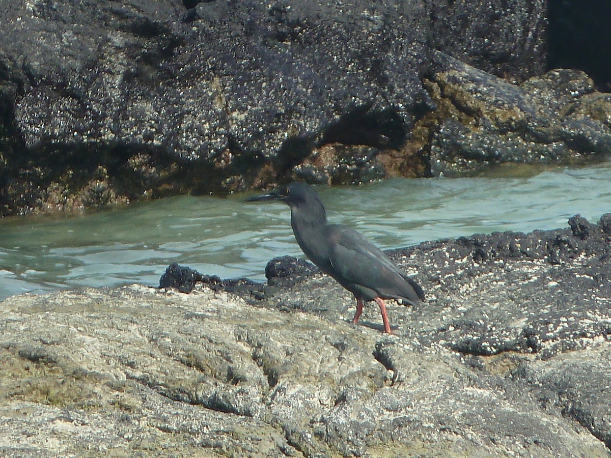 Lava Heron - ML644562653