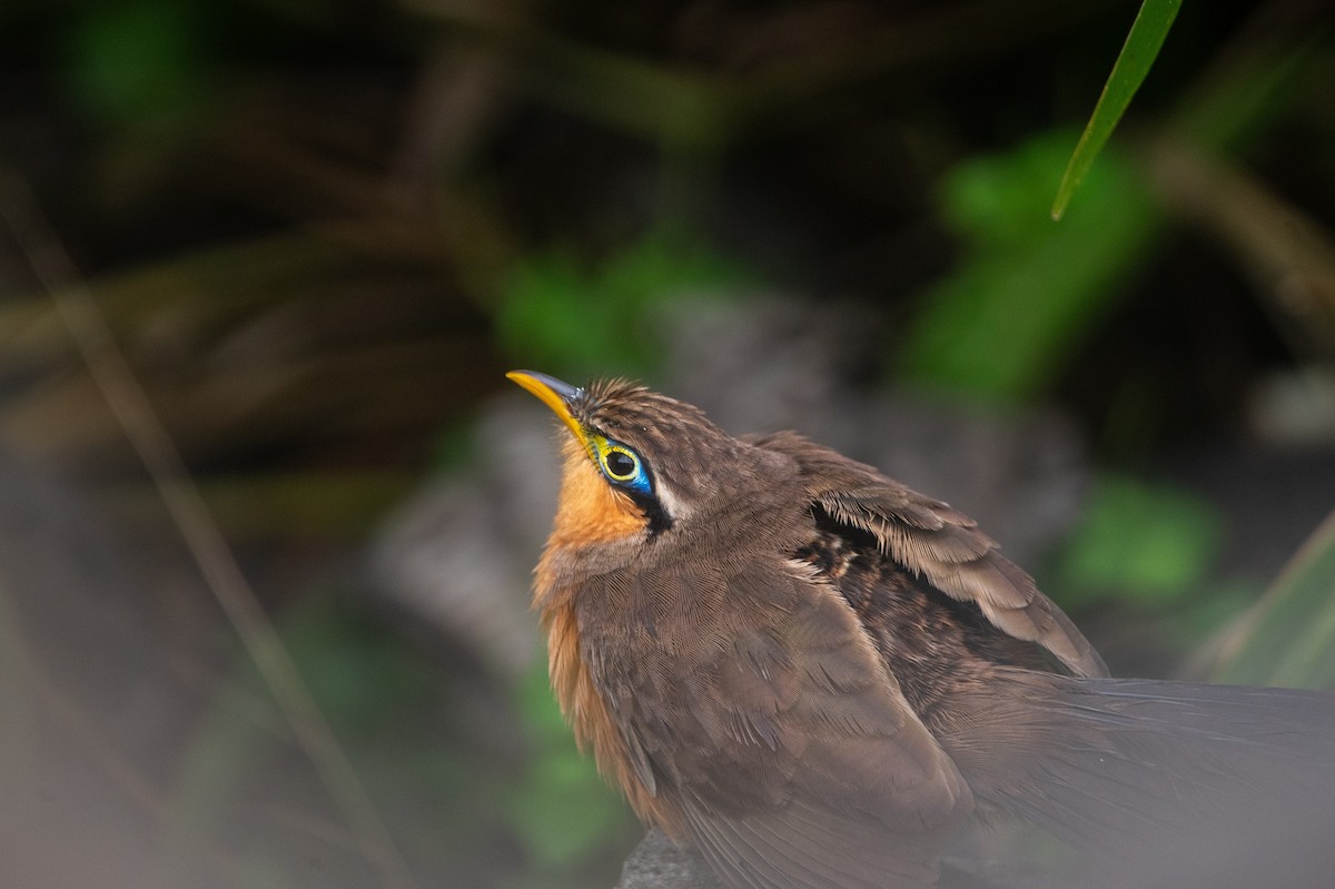 Lesser Ground-Cuckoo - ML644562657