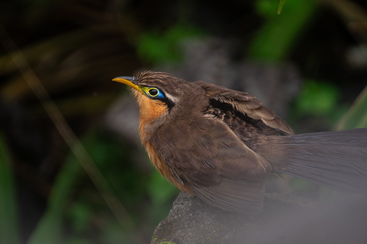 Lesser Ground-Cuckoo - ML644562658