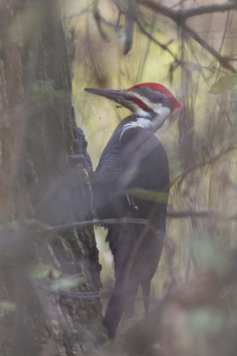 Pileated Woodpecker - ML644562668