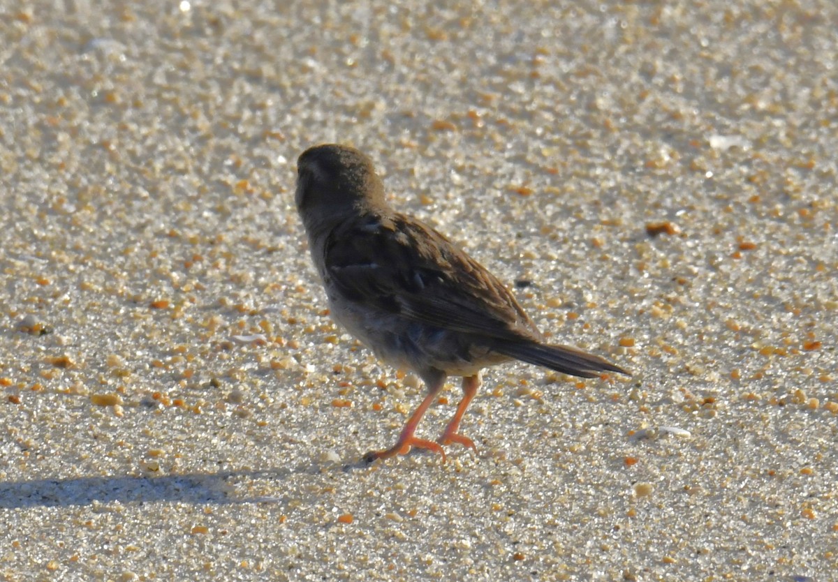 vrabec domácí - ML644562671