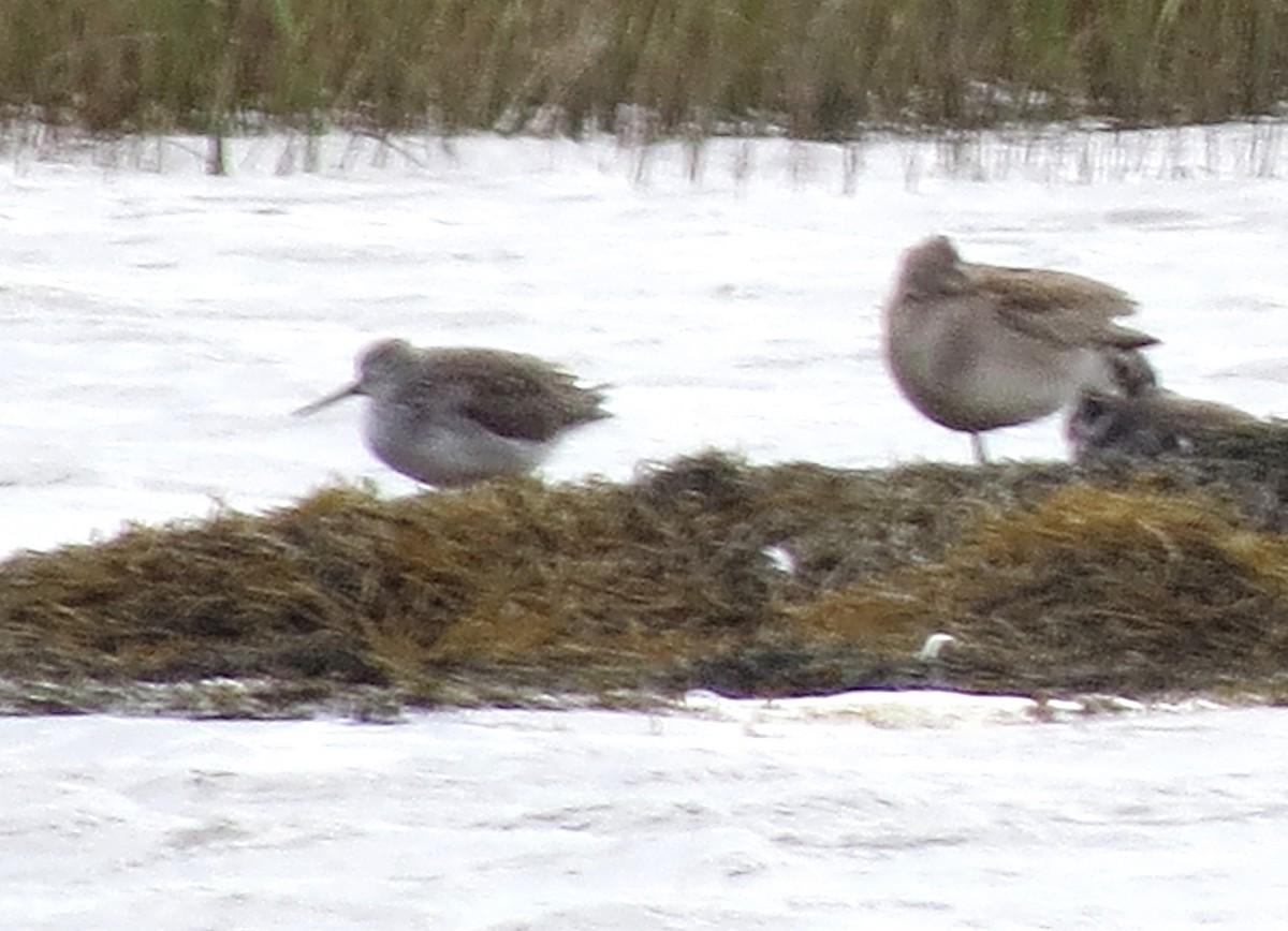 vodouš velký - ML644562672