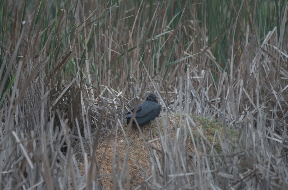 kondor havranovitý - ML644562674