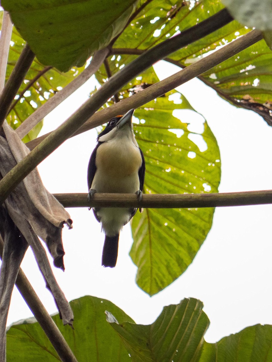 vousák oranžovočelý - ML644562675