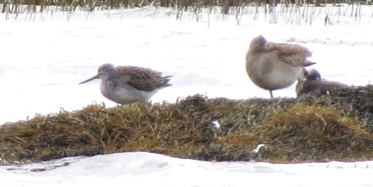 vodouš velký - ML644562676