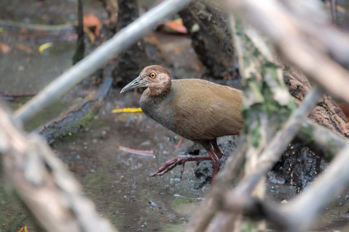 chřástal rezavokrký - ML644562677