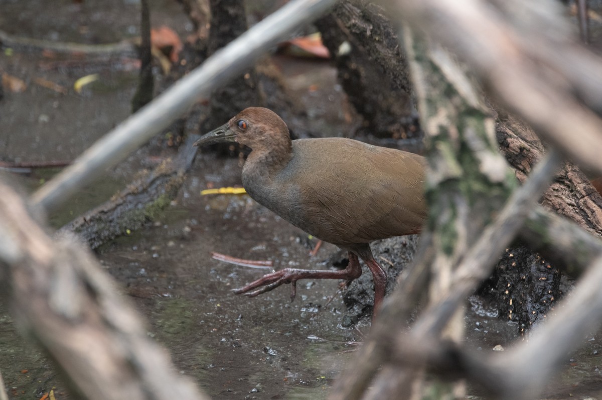 chřástal rezavokrký - ML644562678