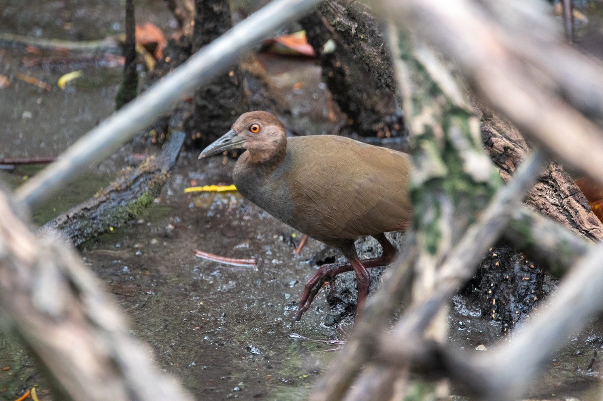 chřástal rezavokrký - ML644562679