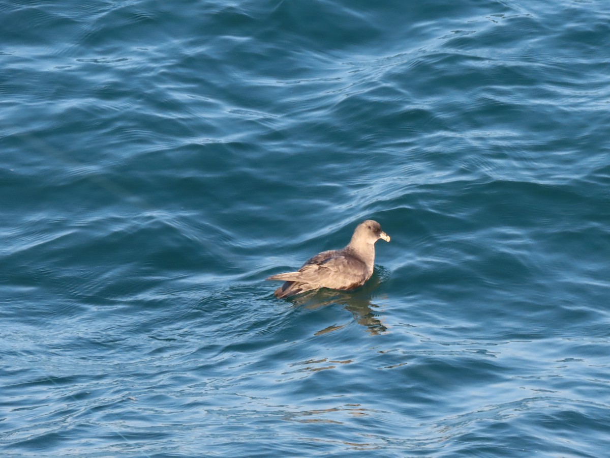 buřňák lední - ML644562680