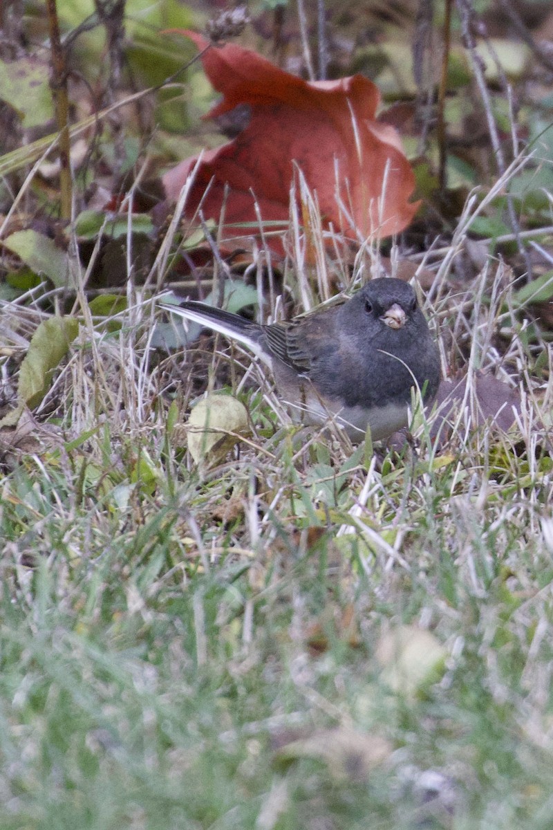 strnadec zimní - ML644562684