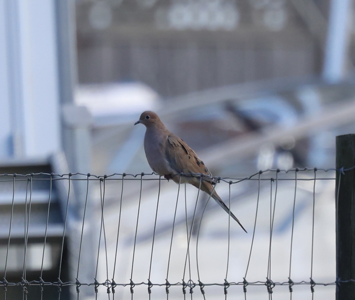 hrdlička karolínská - ML644562686