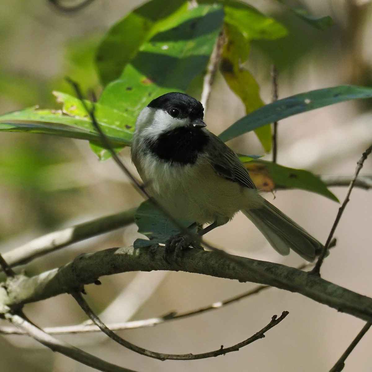 sýkora karolínská - ML644562687