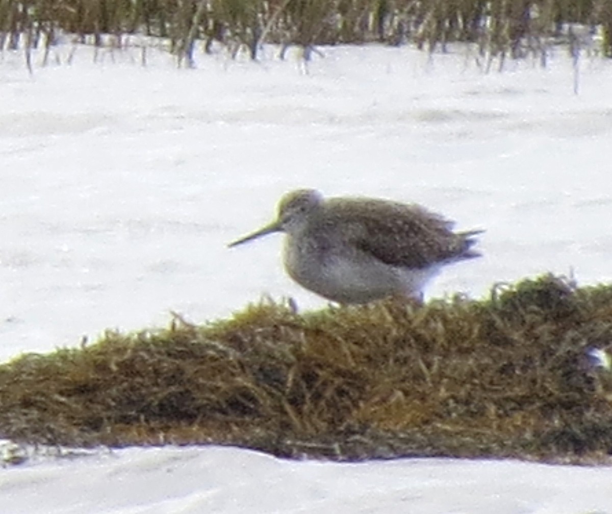 vodouš velký - ML644562688