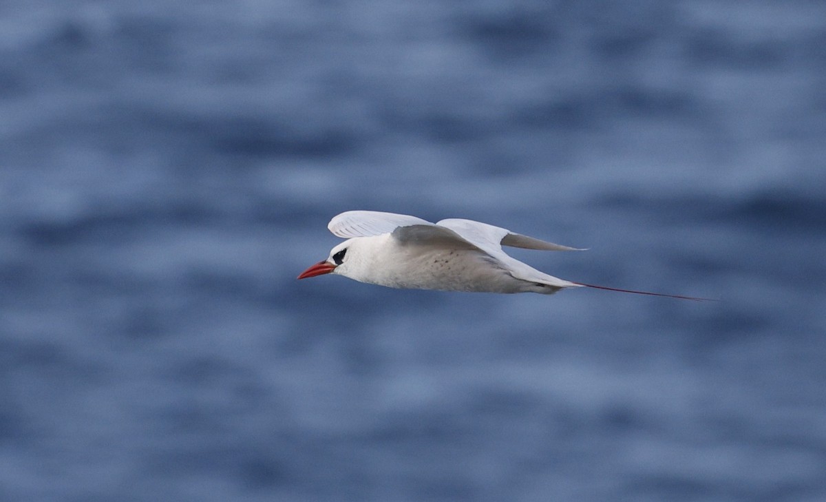 faeton červenoocasý - ML644562690