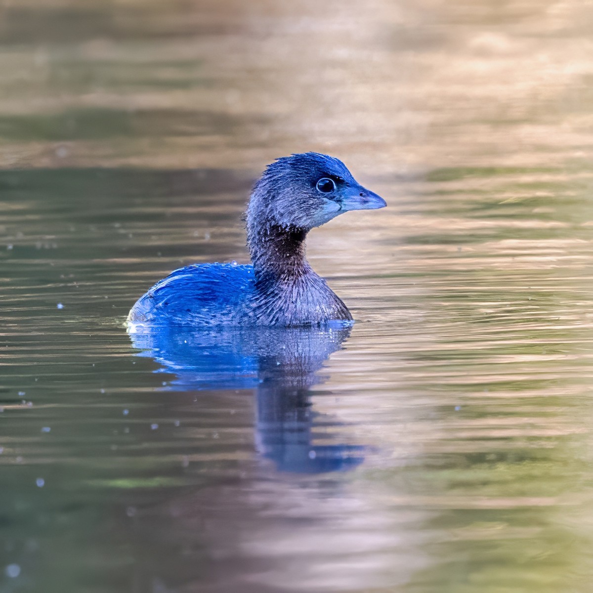 potápka americká - ML644562691