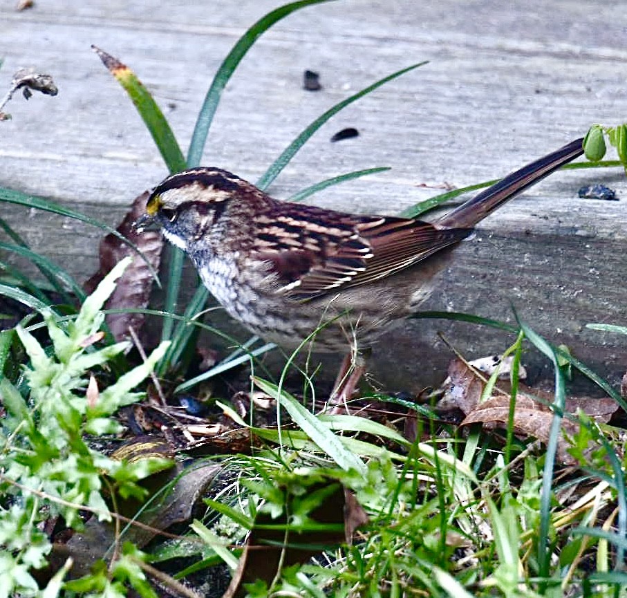 strnadec bělohrdlý - ML644562692