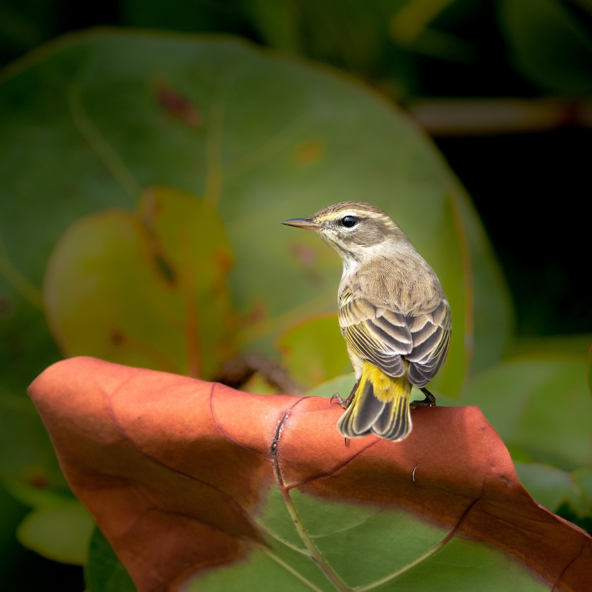 lesňáček bažinný - ML644562693