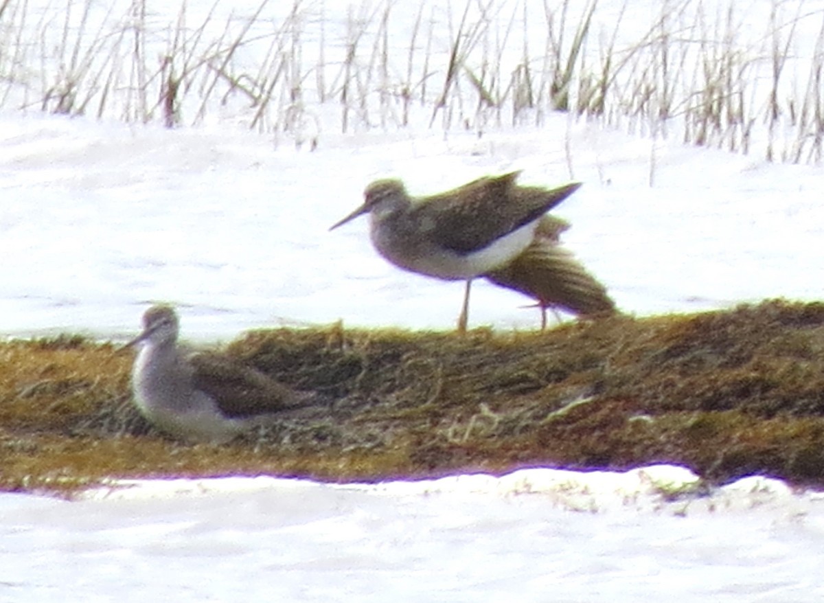 vodouš velký - ML644562694