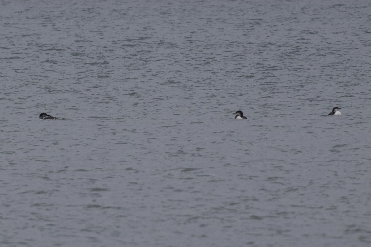 potáplice lední - ML644562695