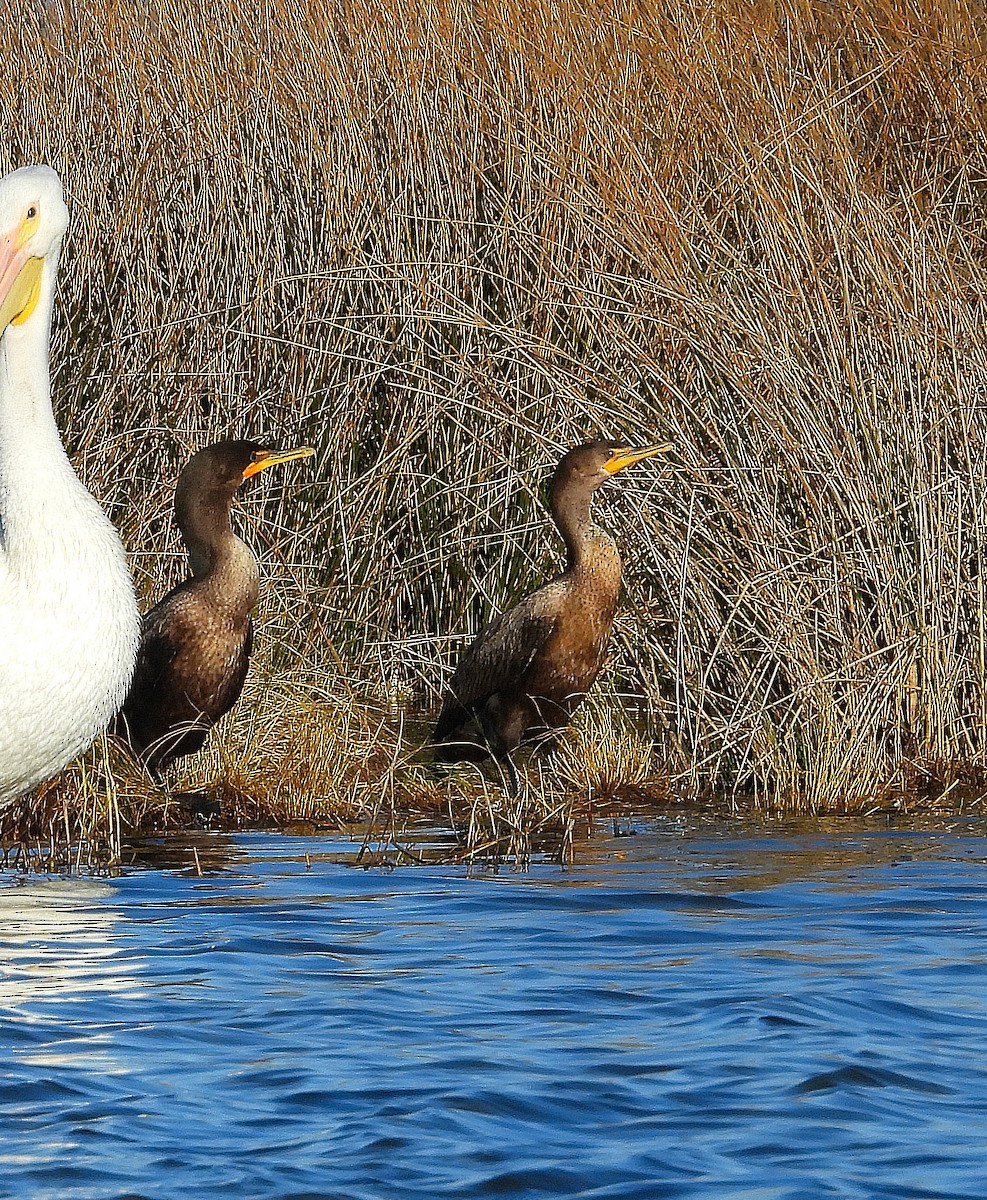 kormorán ušatý - ML644562696