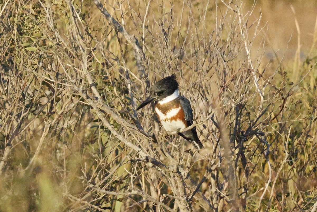 rybařík pruhoprsý - ML644562697