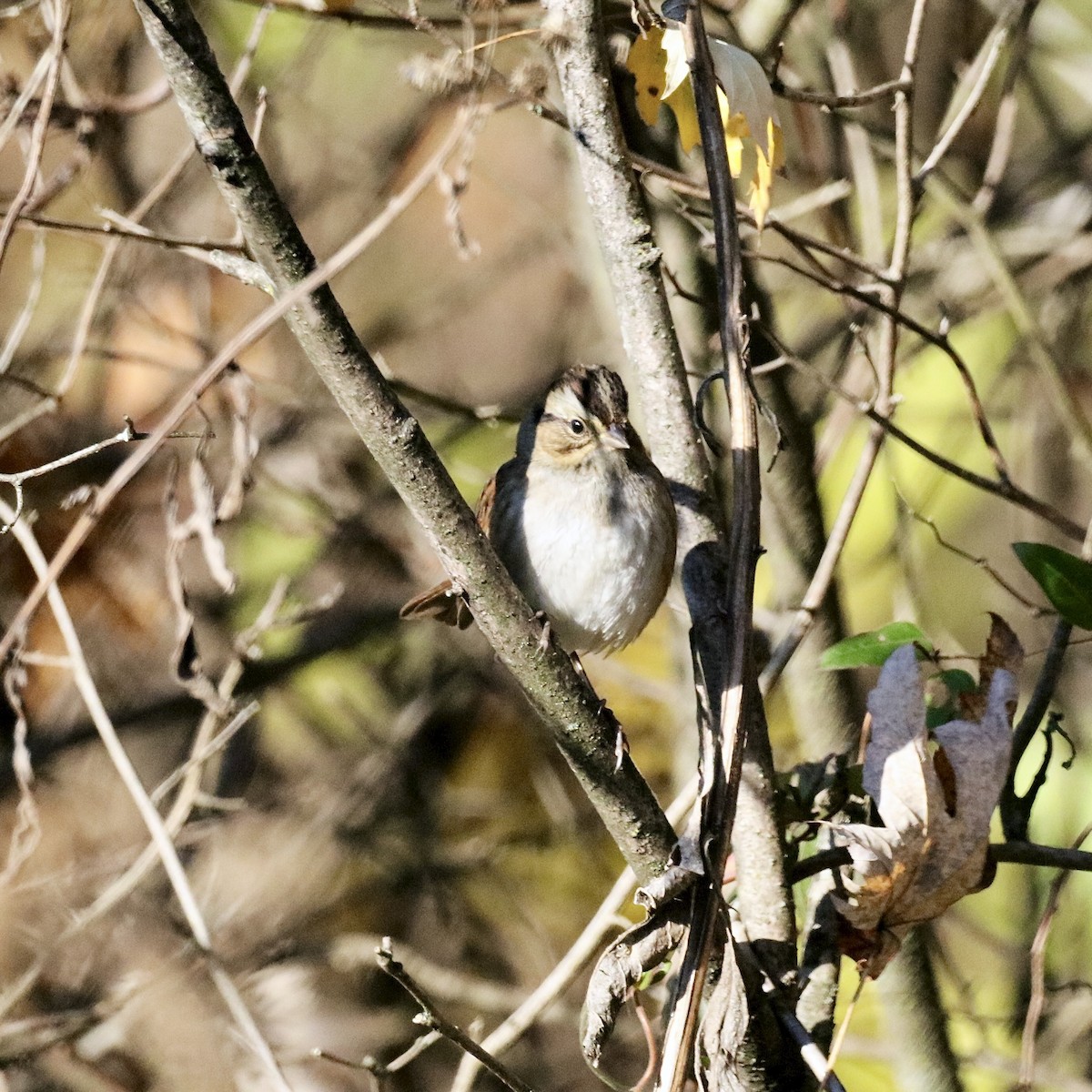 Swamp Sparrow - ML644562698