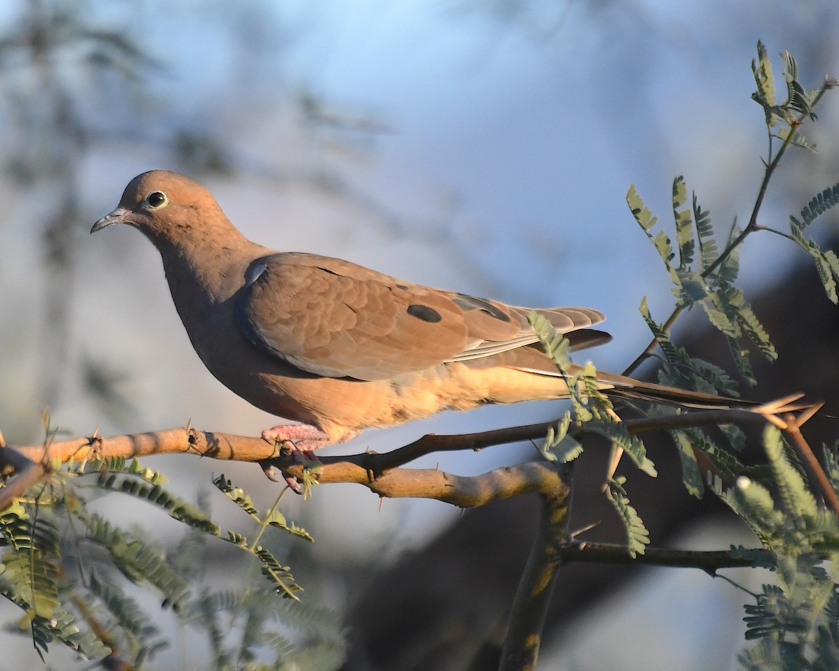 Mourning Dove - ML644562702