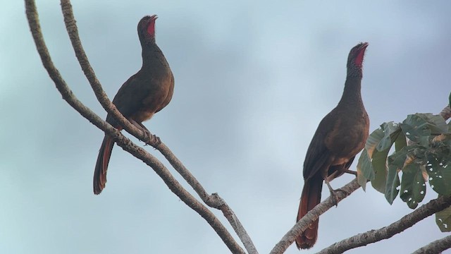 čačalaka šedokrká - ML644562703