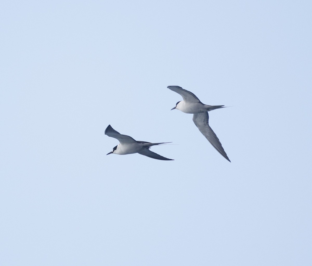 Txenada iluna - ML644562705