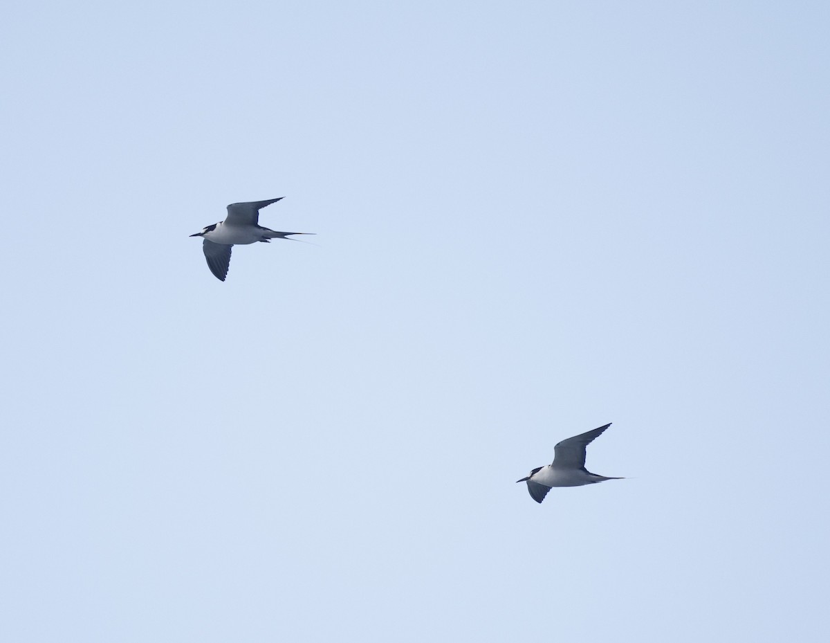 Txenada iluna - ML644562706