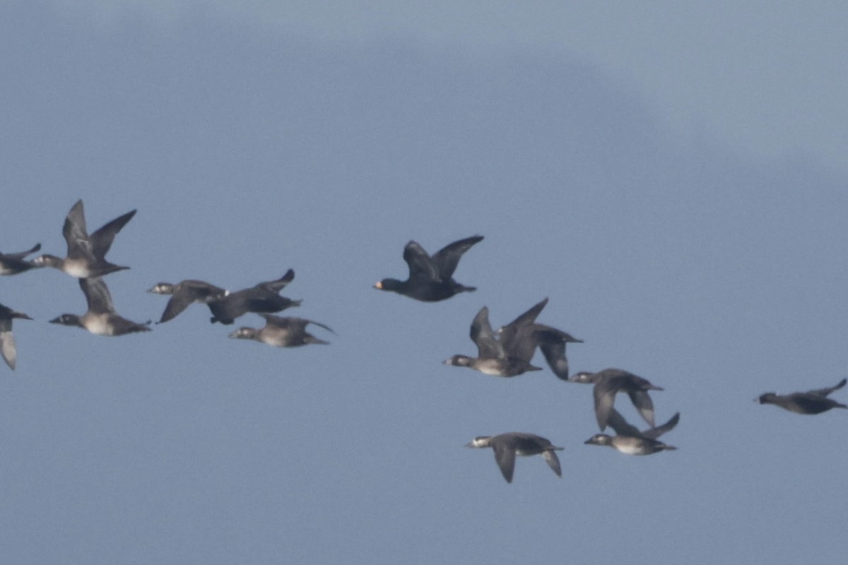 Ahatebeltz amerikarra - ML644562708