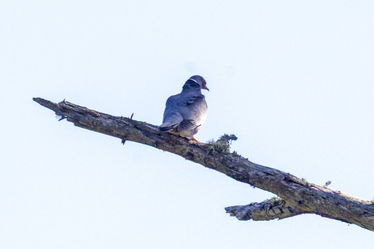 Band-tailed Pigeon - ML644562716