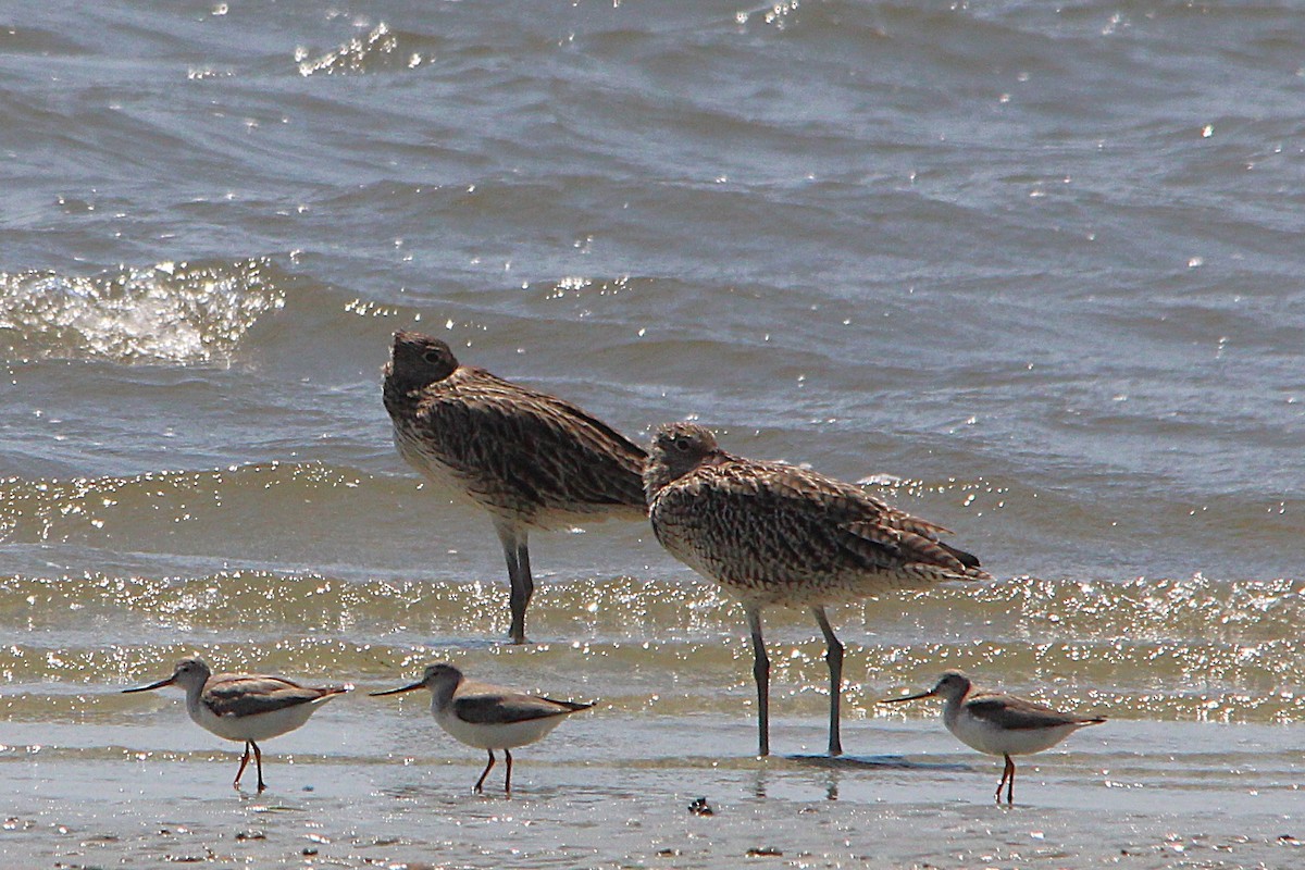 Terek Sandpiper - ML644562719