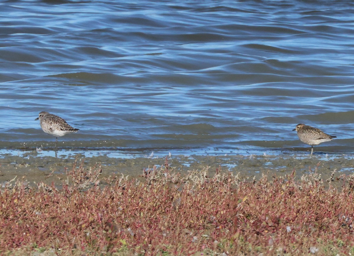 Pluvier fauve - ML644562720