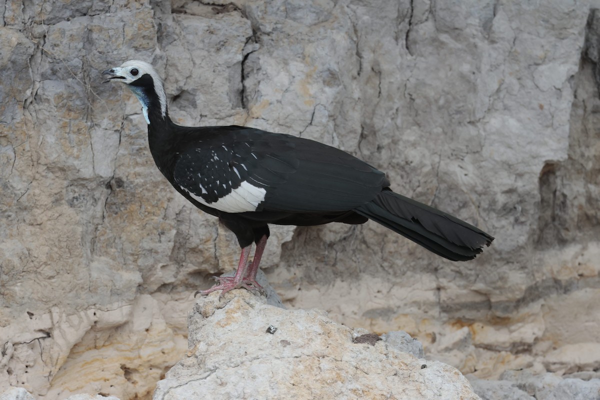 White-throated Piping-Guan - ML644562728