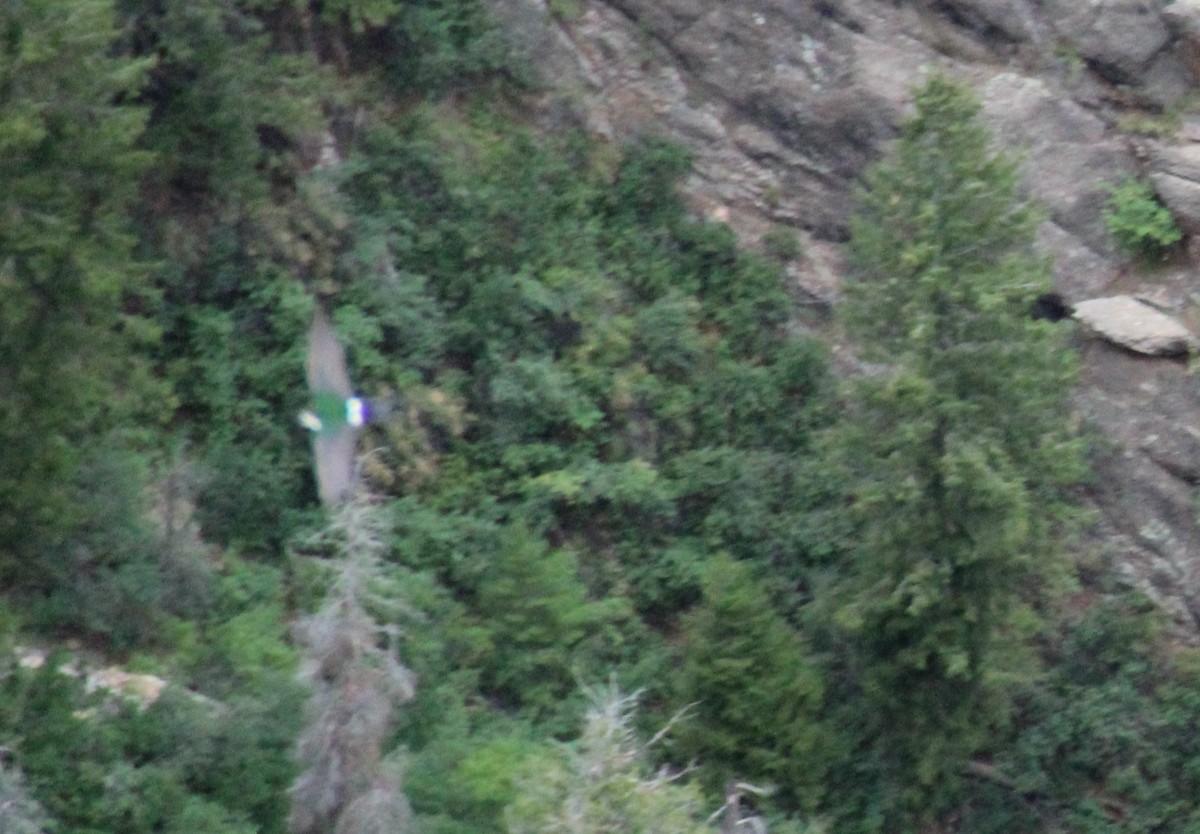 Violet-green Swallow - ML644562729