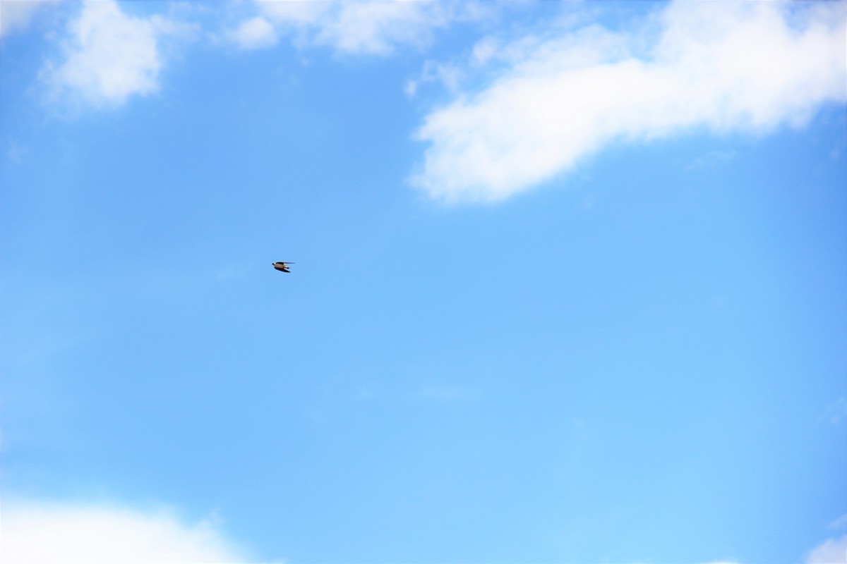 Violet-green Swallow - ML644562730