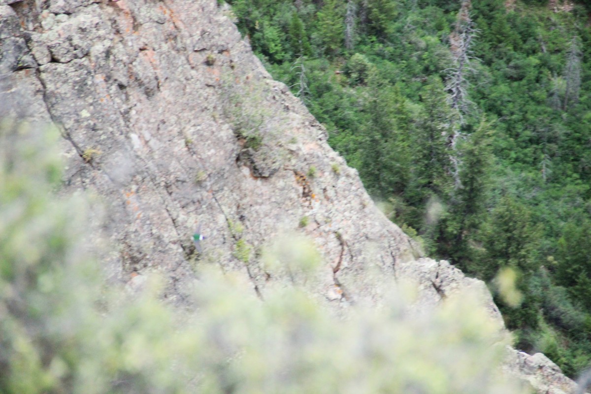 Violet-green Swallow - ML644562731