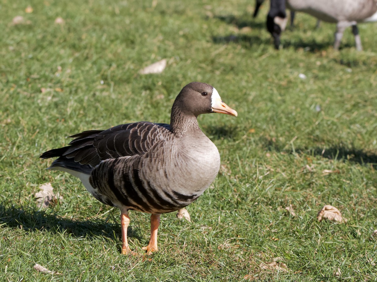 Greater White-fronted Goose - ML644562734